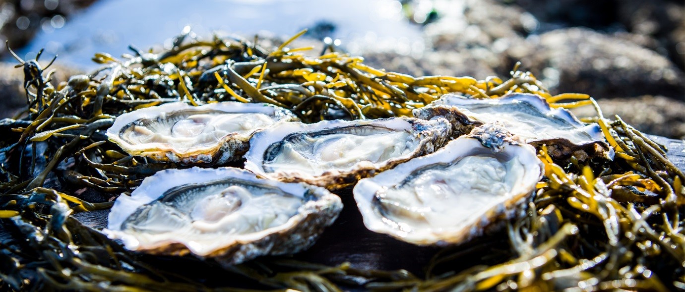 CARLINGFORD OYSTER COMPANY Irish Food & Drink