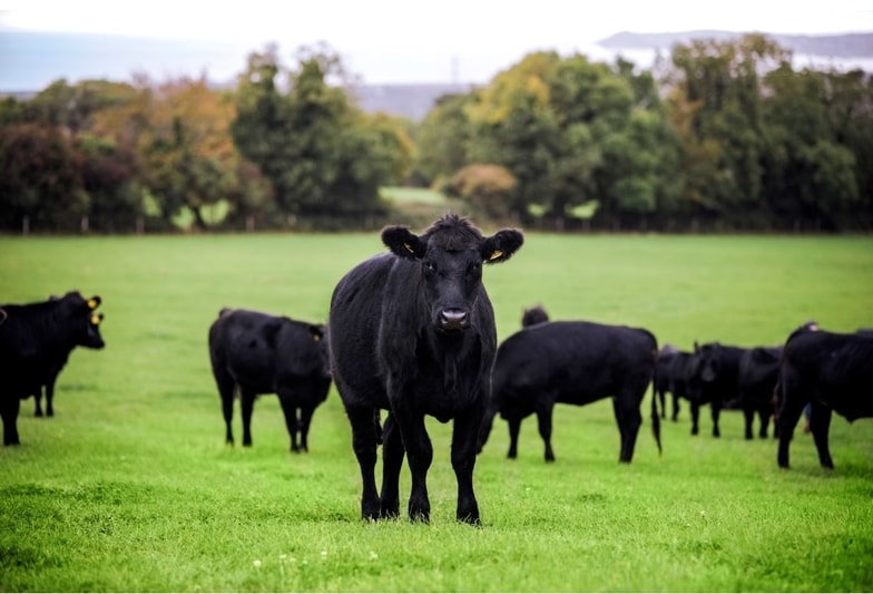 Grass fed Irish Beef