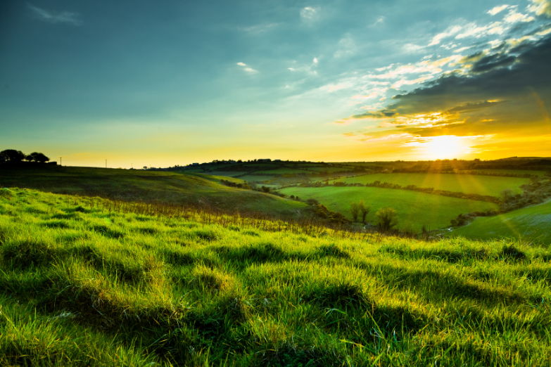 Green Field