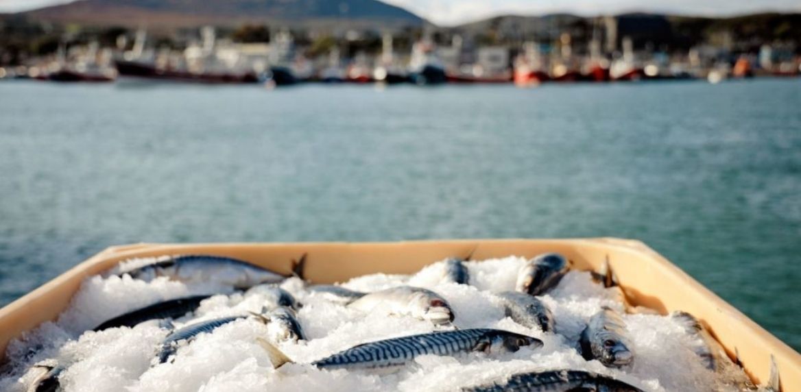 Seafood at port