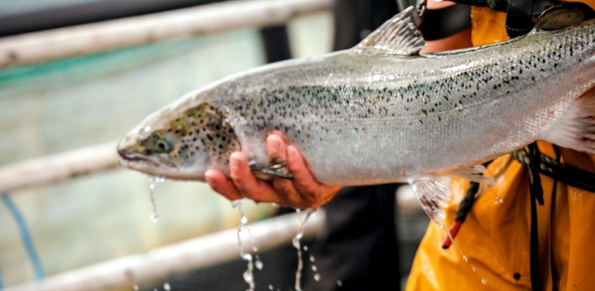 Irish Organic Salmon