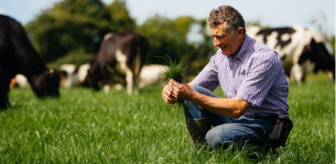 Farmer inspecting his grass