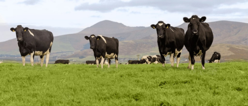 Cows in a field