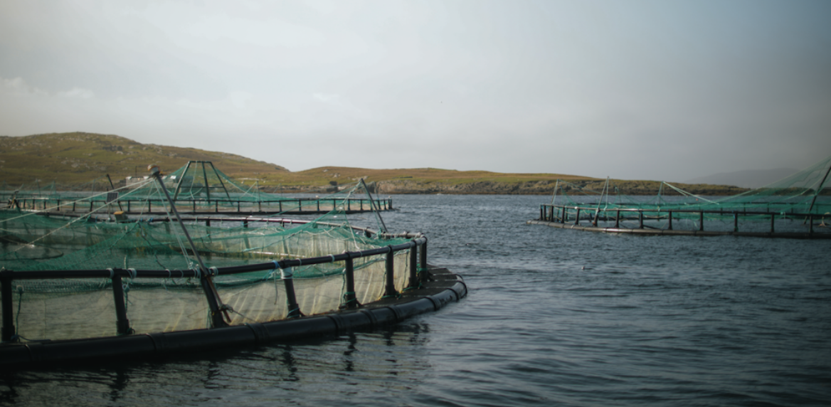 Organic Irish Salmon