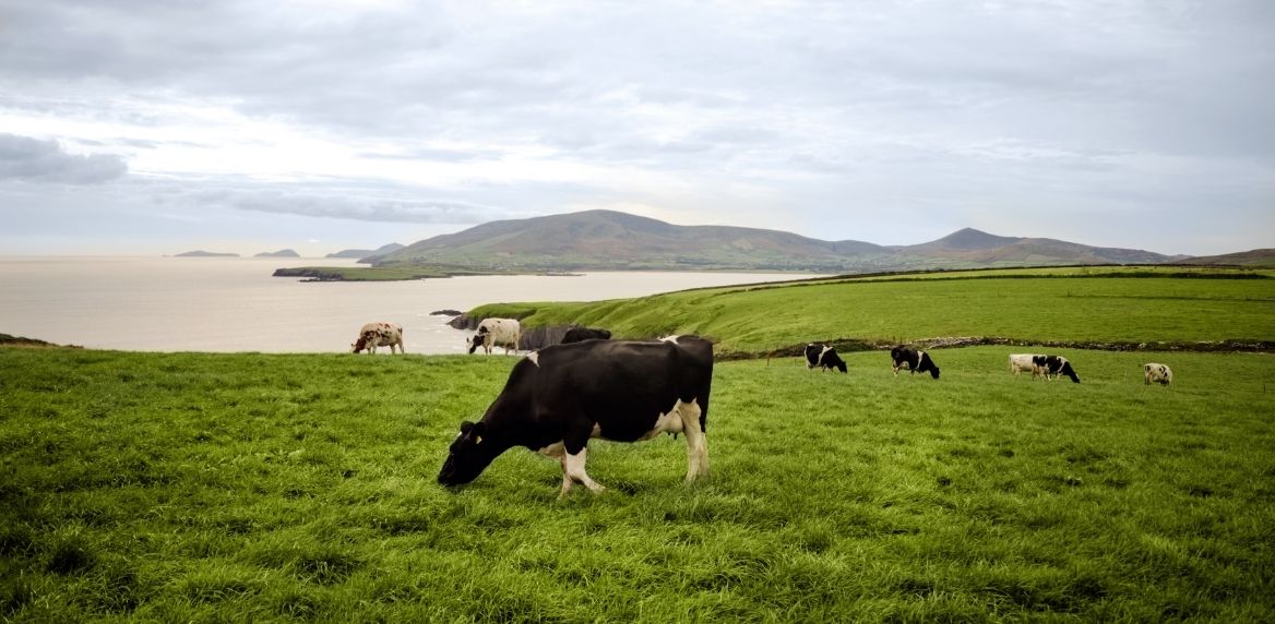 dairy cow grazing