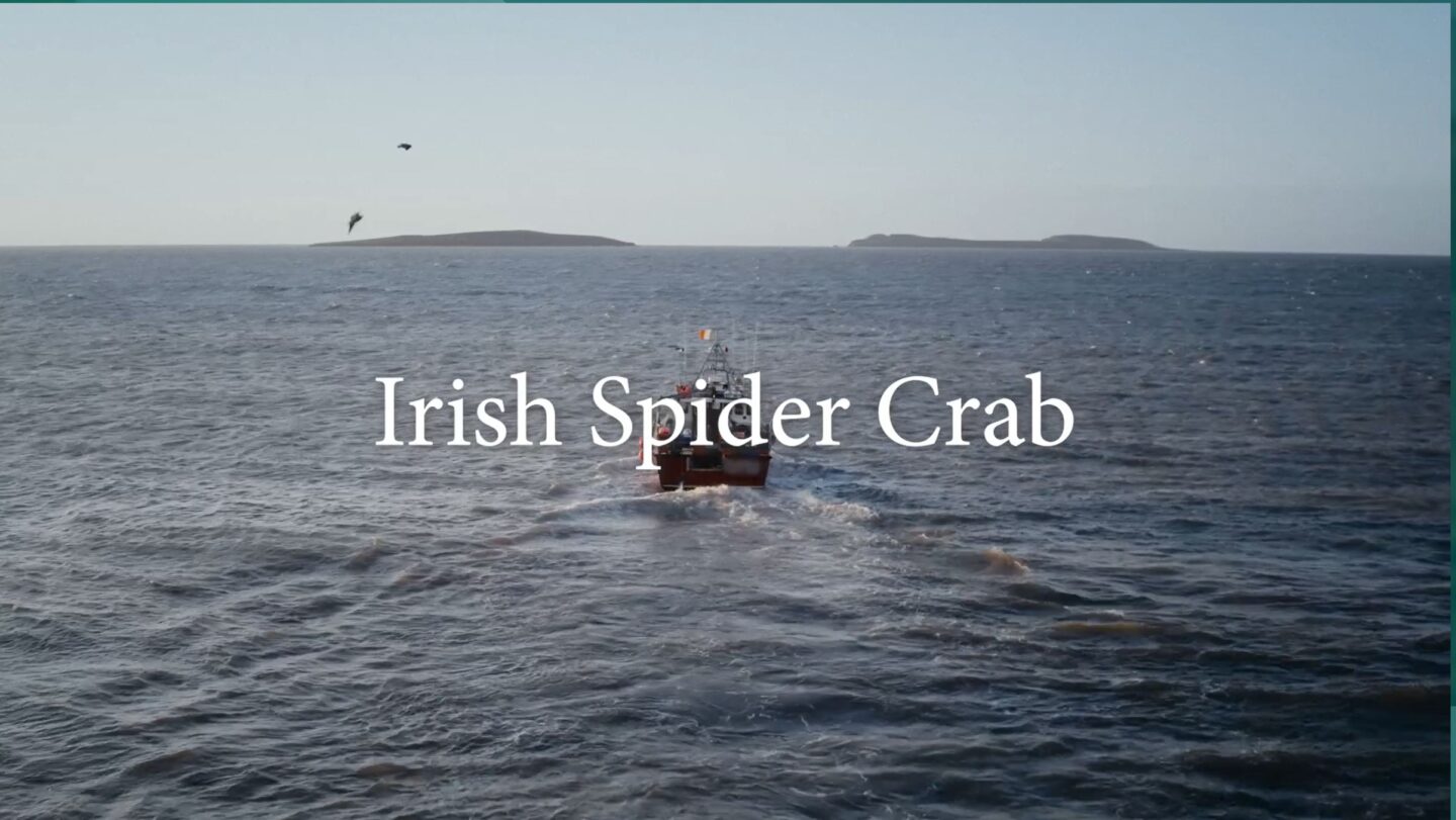 Spider Crab Video