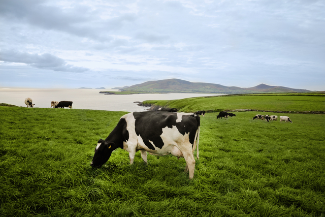 Dairy Cows - grazing in lush green pastures fields