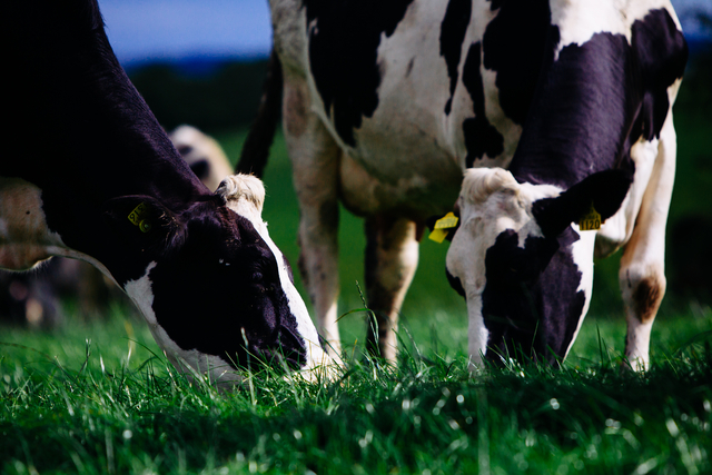 Irish Dairy Continues to Grow – Stockholm