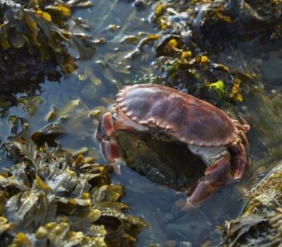 Brown Crab