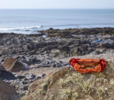 Velvet Crab