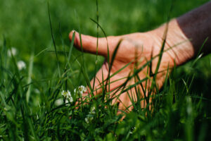 Farmer touching grass