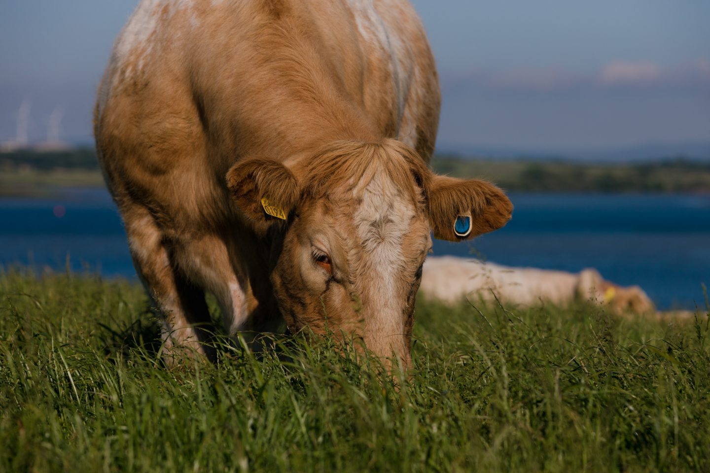 Cattle grazing mid view on rich green fields with a body of water behind.