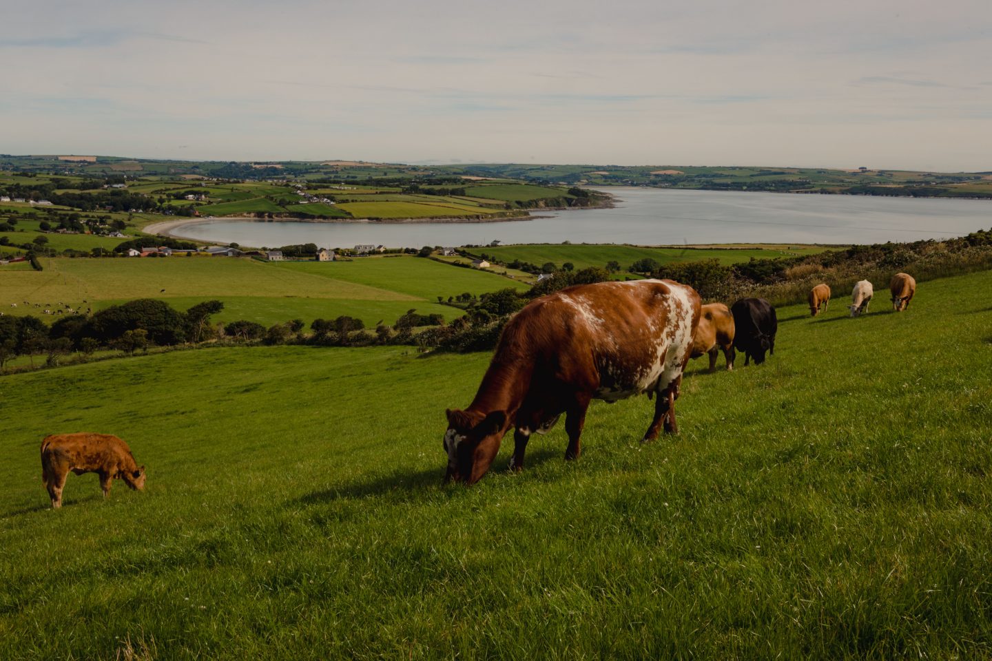 Cattle grazing in rich green fields,