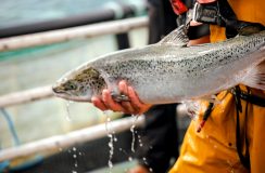 Irish Organic Salmon Fishermen_ Castletownbere_ Co