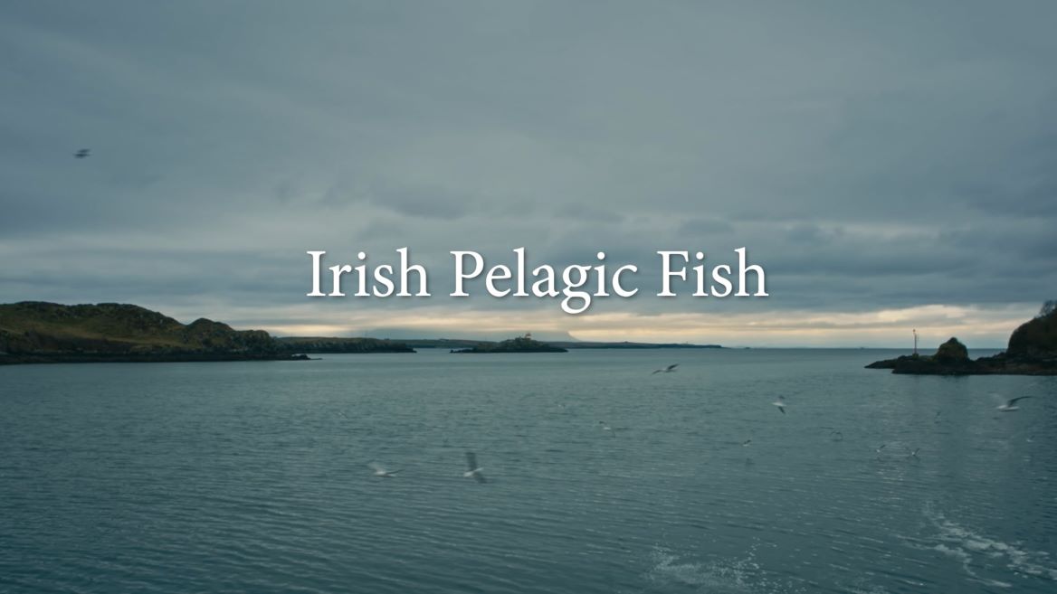 Irish peladic mackerel white text on background image of the sea