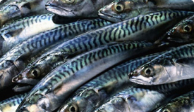 white fish