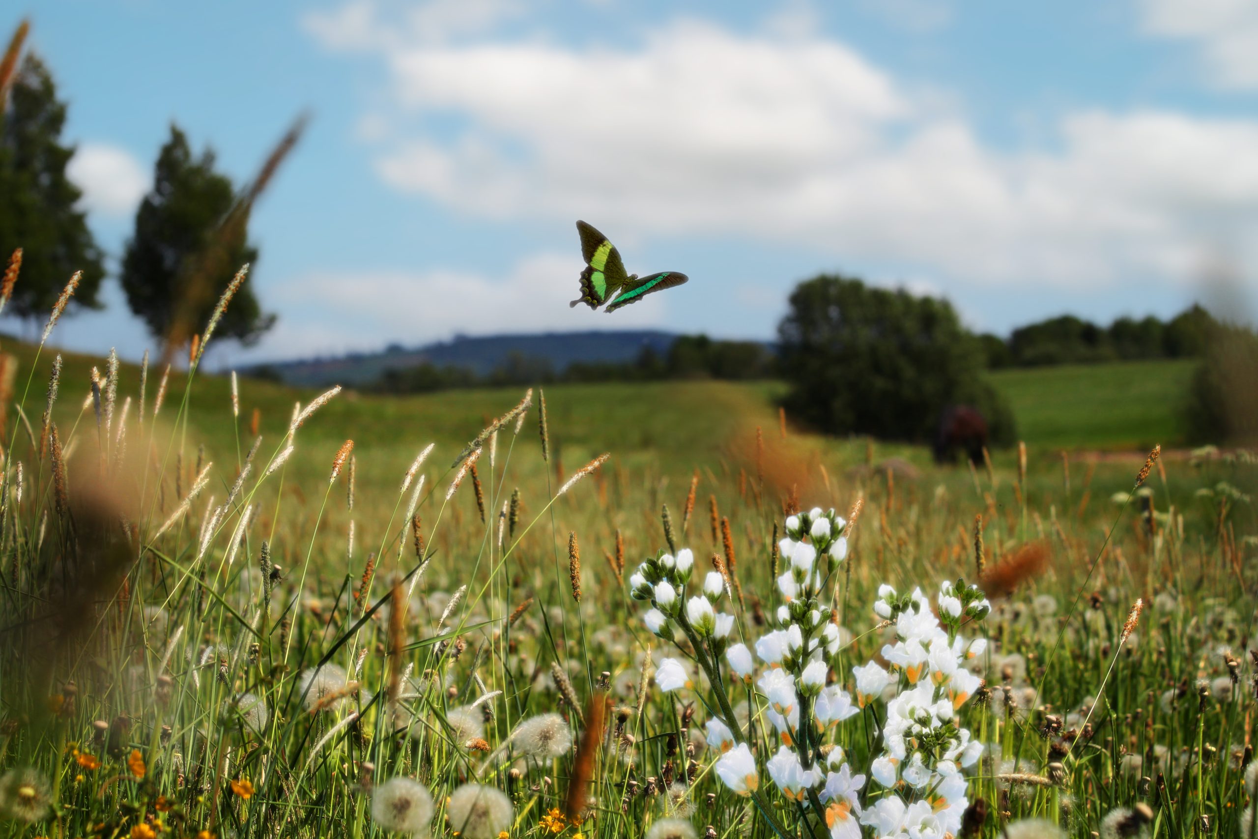 spring-scene-with-flowers-butterfly