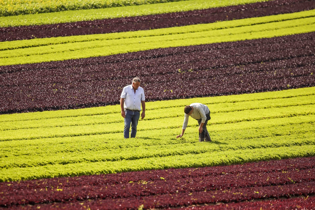 Two farmers stand in the middle of a 