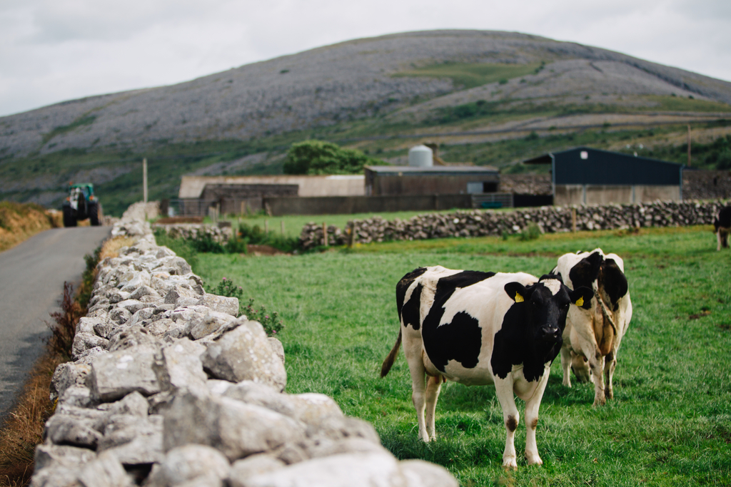 Two cows in foreground