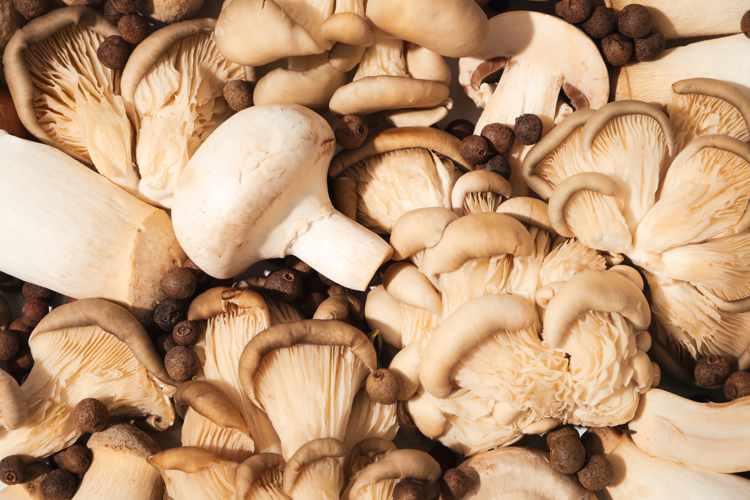 Mushrooms, concept of autumn food, autumn harvest